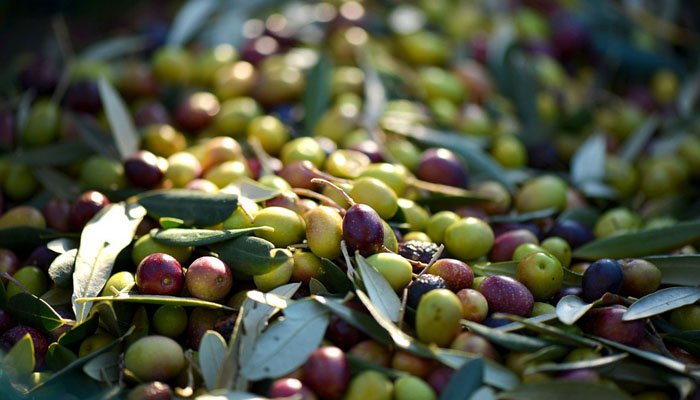 33esima edizione della Fiera dell'oliva a Coriano