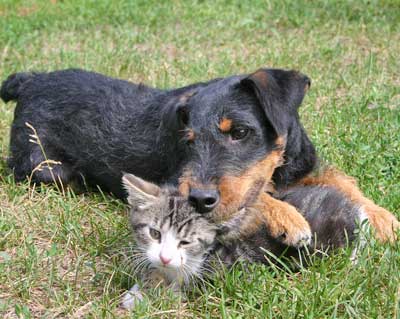 ambulatori veterinari di Cattolica