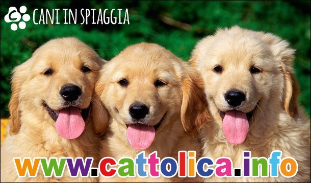 Cani in spiaggia a Cattolica