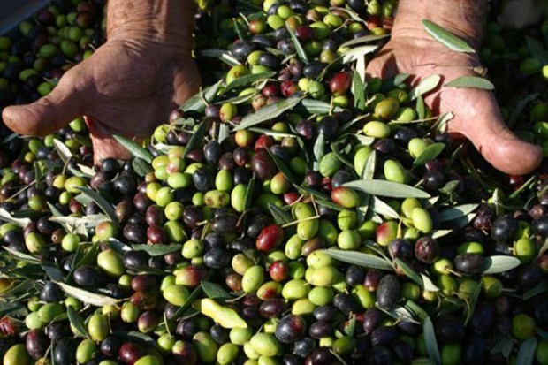 Fiera dell’Oliva di Coriano