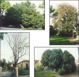 I monumenti verdi di Cattolica - La Regione Emilia Romagna ha tutelato quattro alberi indicati come "esemplari arborei monumentali"