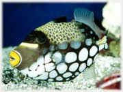 Pesce Picasso - Acquario di Cattolica