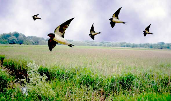 Rondini alla foce del Marano