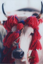 Antica Fiera di San Gregorio - Morciano di Romagna