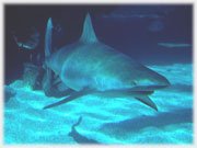Squali dell'Acquario di Cattolica