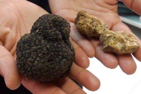 Tartufo bianco e nero